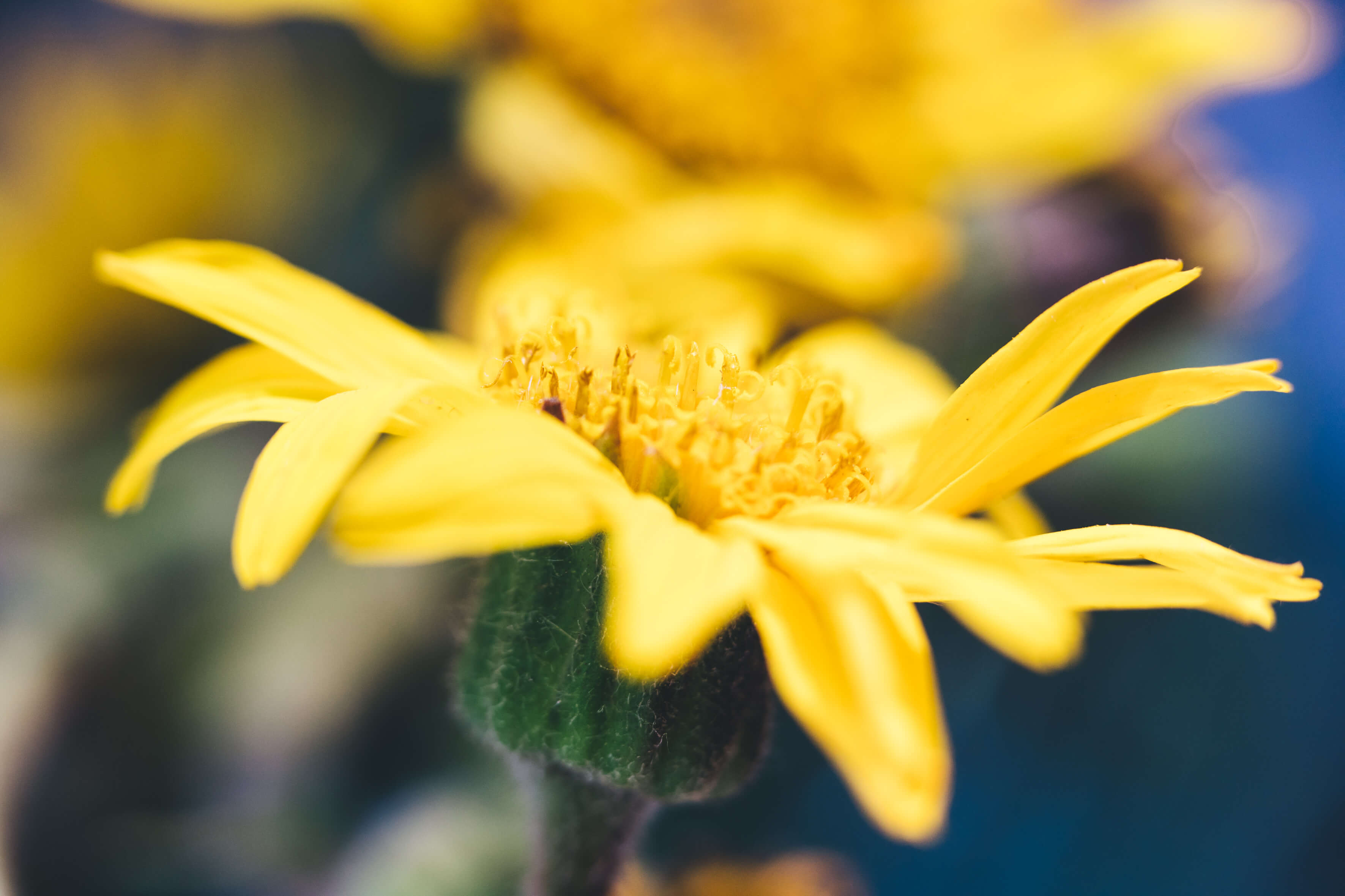 L’Arnica Boiron® : dans le plus grand respect de la plante