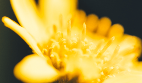 Arnica Boiron®: nel massimo rispetto della pianta