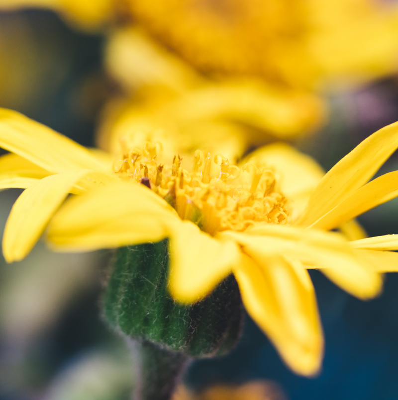 IMMAGINE ARNICA