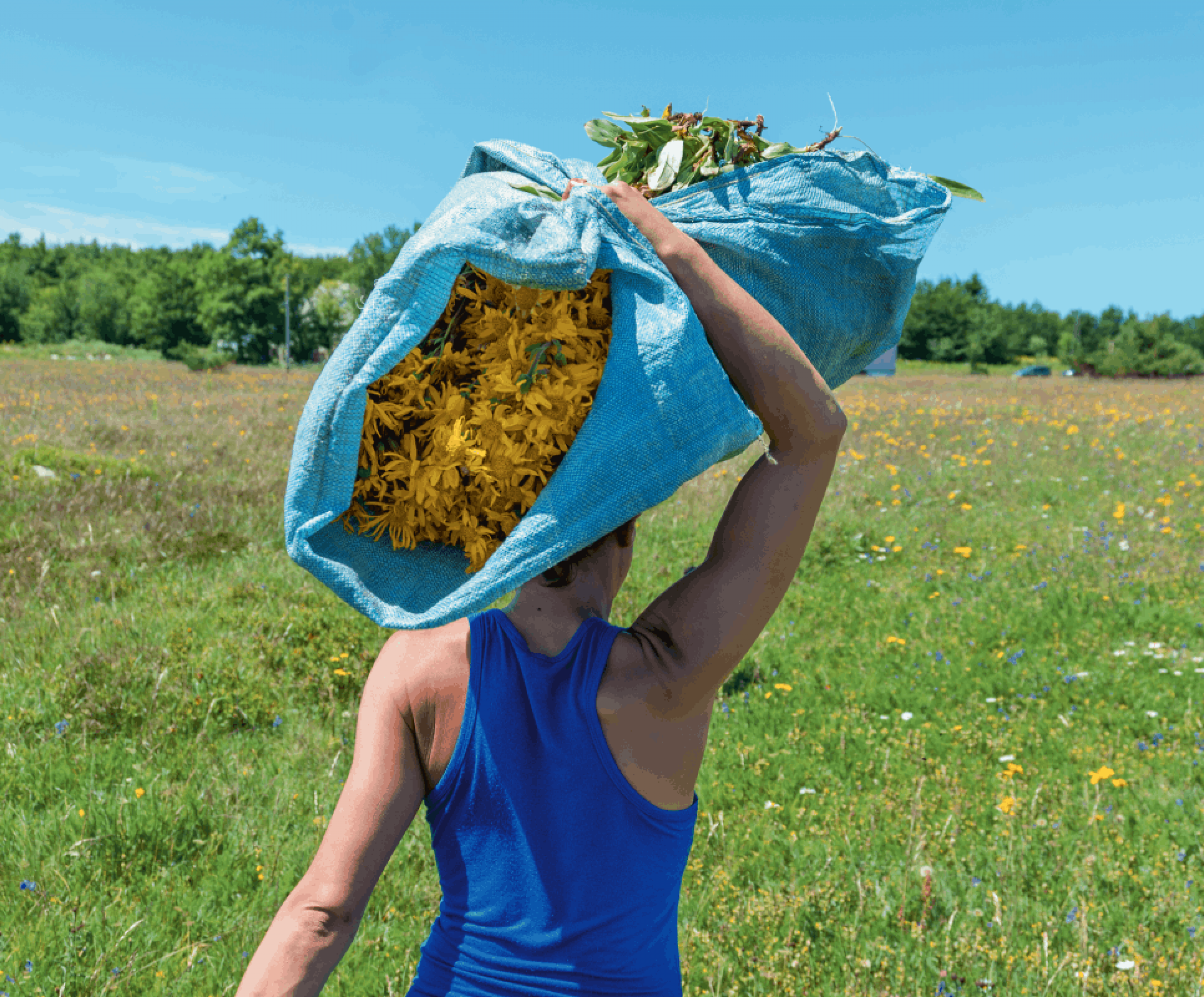 Rispetto delle piante e della biodiversità