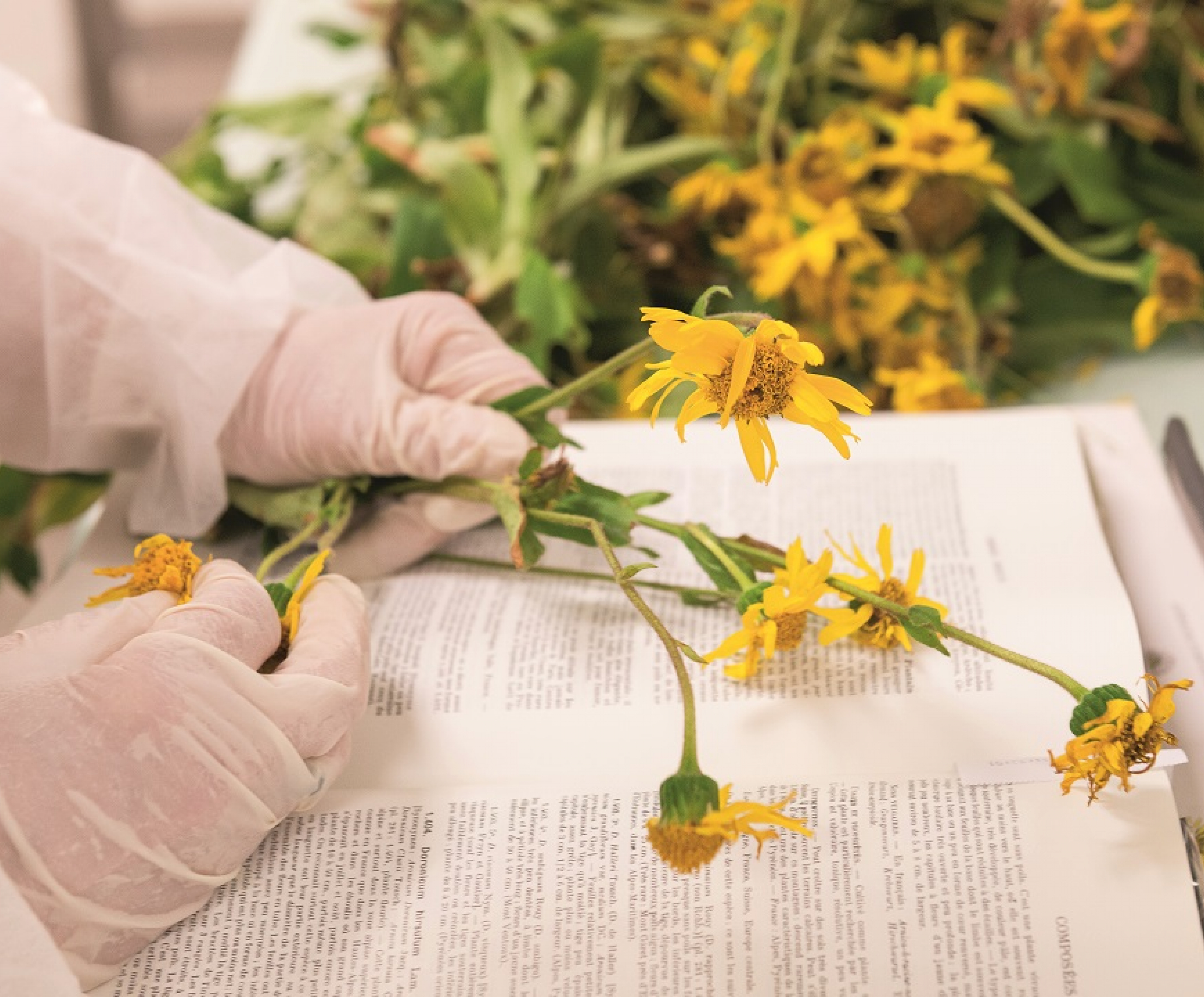 Contrôles cliniques et botaniques Arnica Boiron